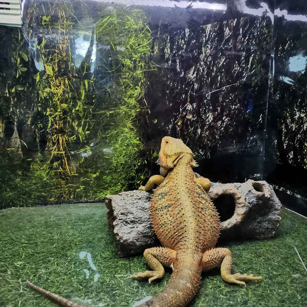 欢乐